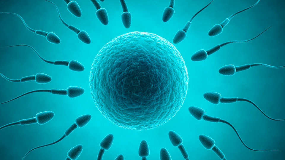 Can poor sperm quality be improved?